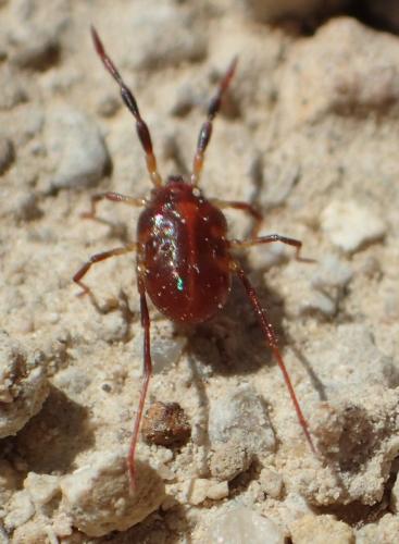 Réf. 301 495 : Erythraeus sp.